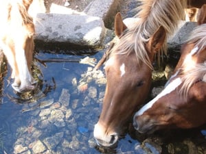 lead a horse to water